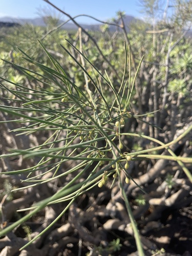 Asparagus arborescens (Asparagus arborescens)