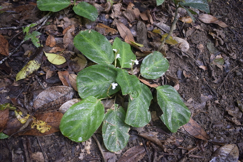 Foto de Maranta-cinza