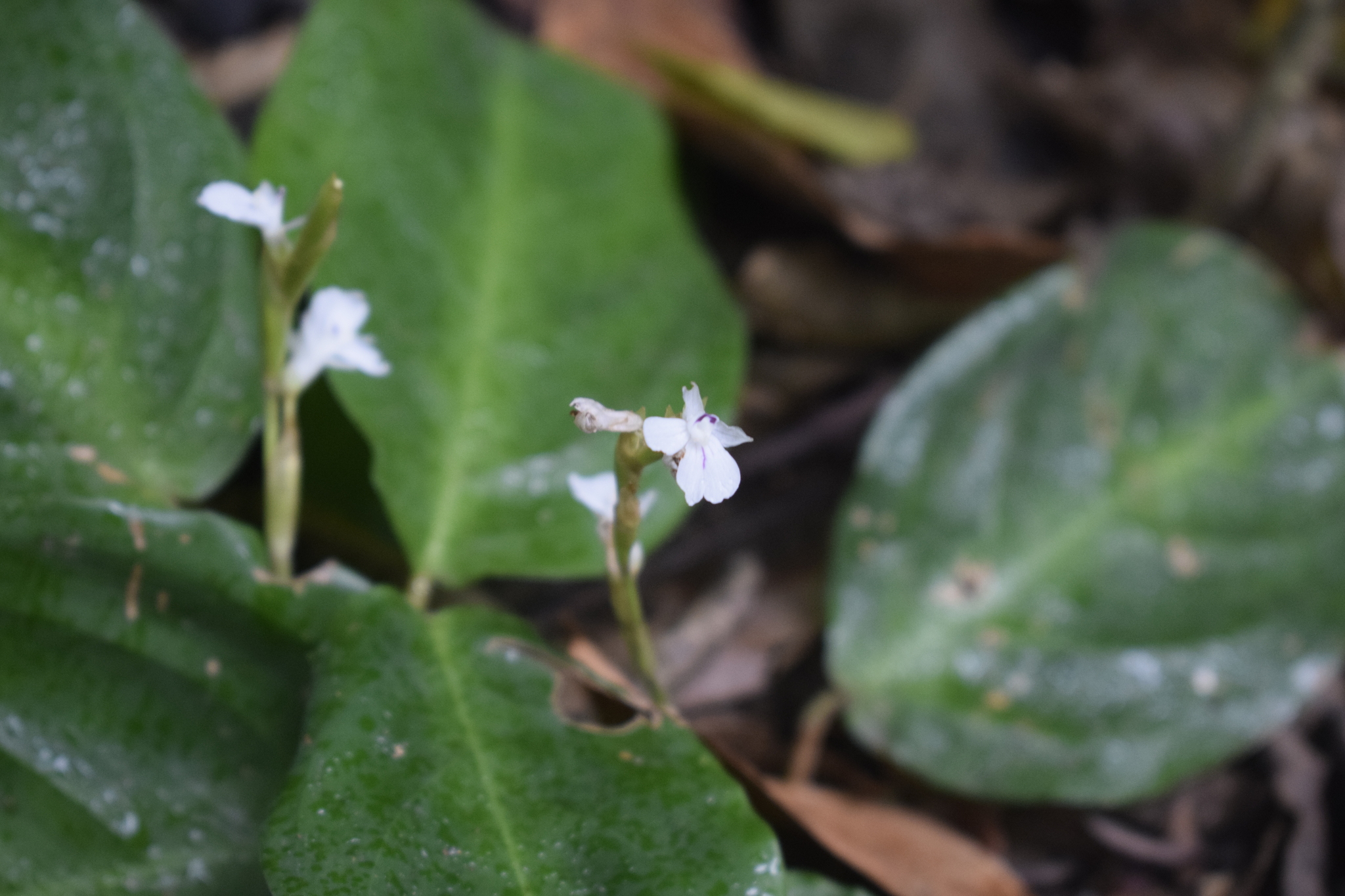 Imagem de Maranta-cinza