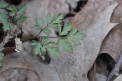 Osmorhiza longistylis