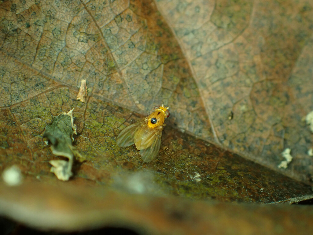 Neogriphoneura timida