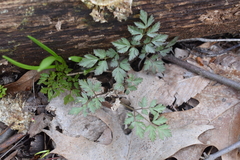 Osmorhiza longistylis