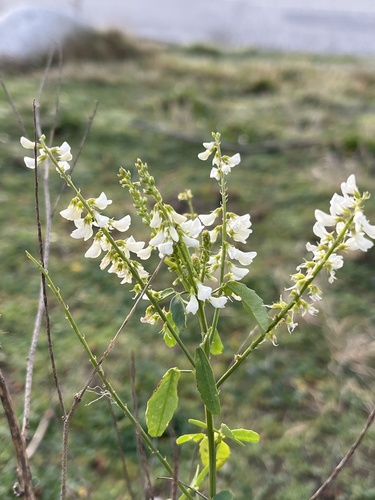 Foto de Melilotus