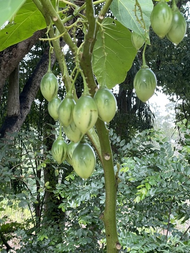 Foto de Tomate de árvore