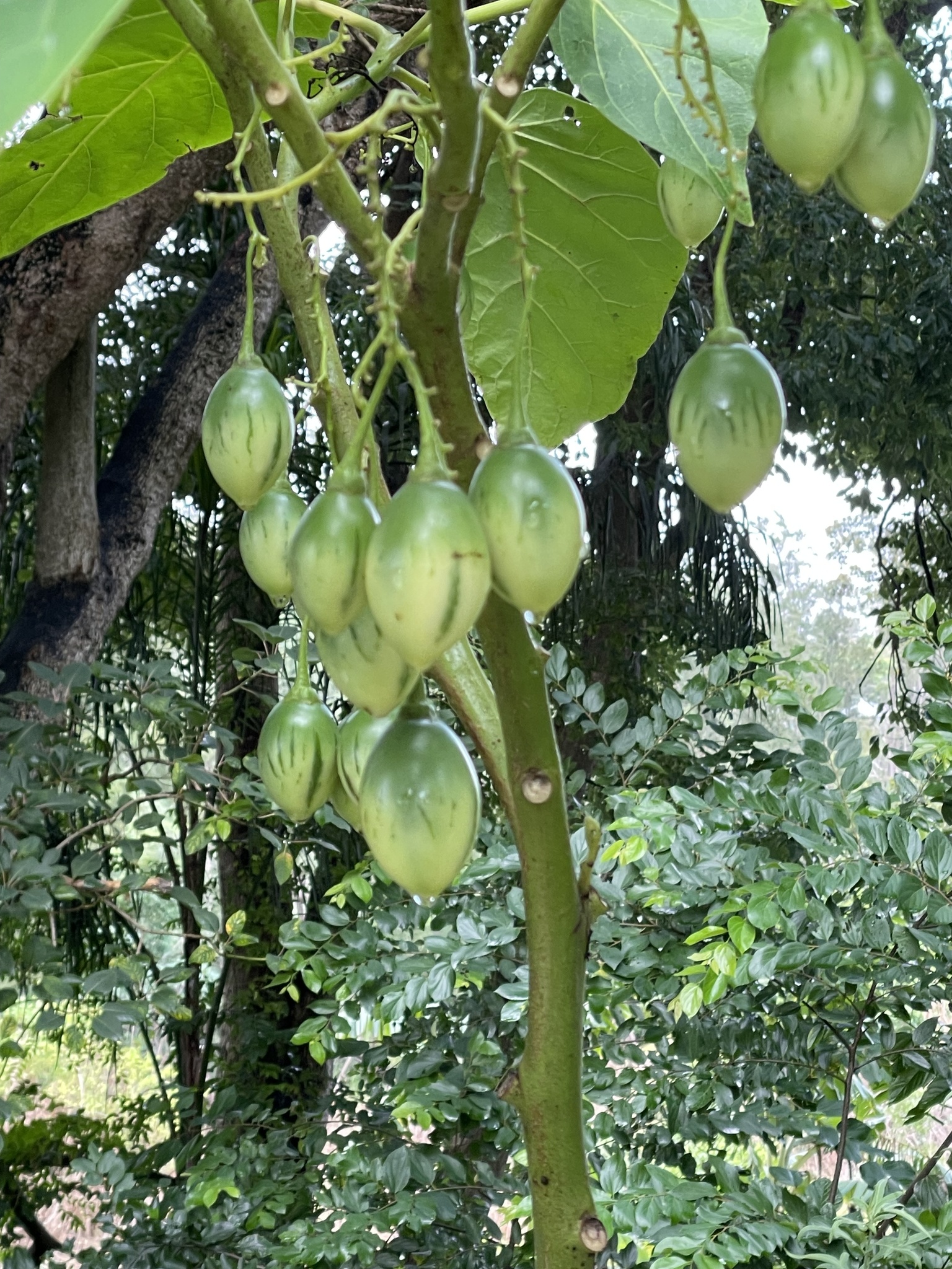 Imagem de Tomate de árvore