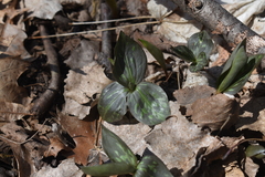 Trillium recurvatum