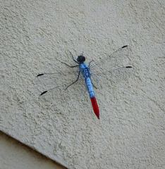 Planiplax erythropyga