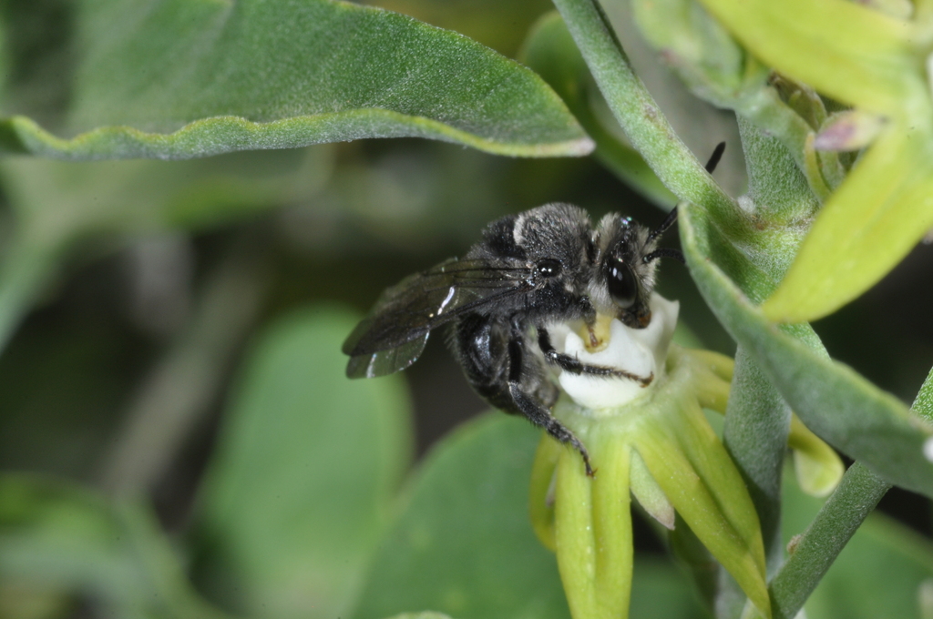 Colletes argentinus
