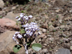 Ceanothus arcuatus