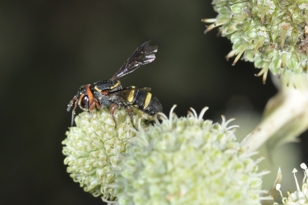 Hypanthidioides argentina