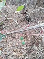 Passiflora viridiflora