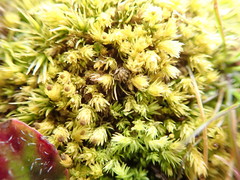 Aulacomnium androgynum