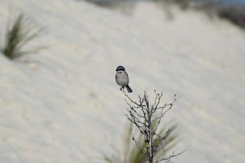 iNaturalist observation 2023-12-27