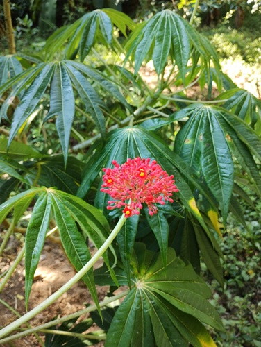 Foto de Pinhão-manso
