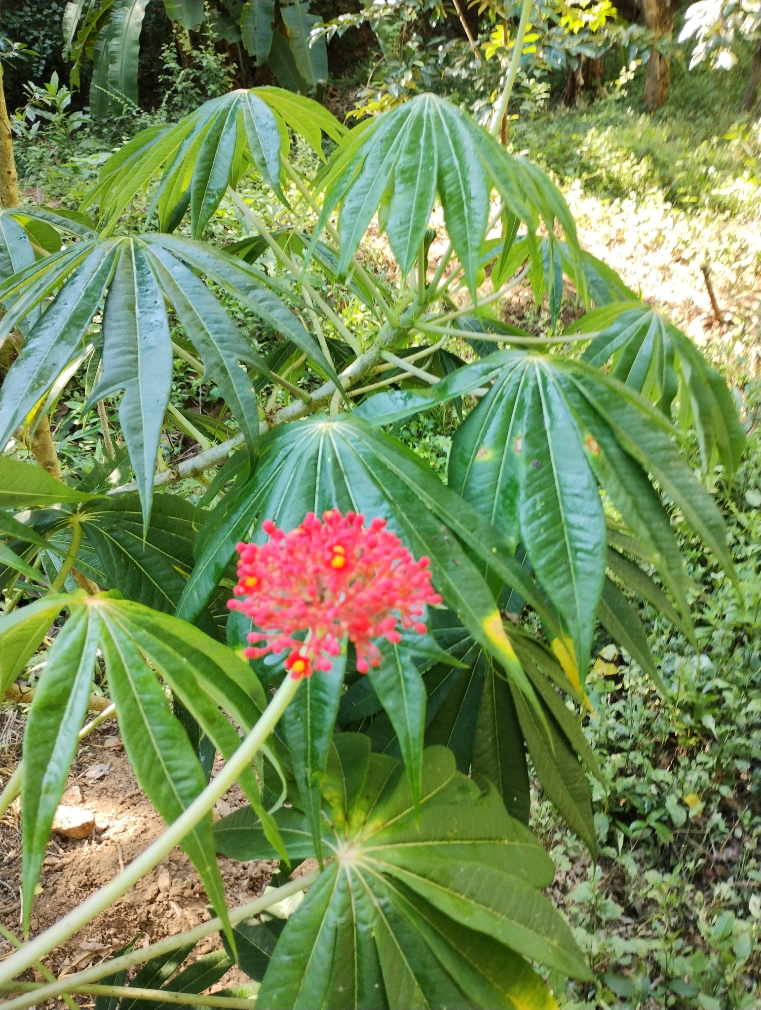 Imagem de Pinhão-manso