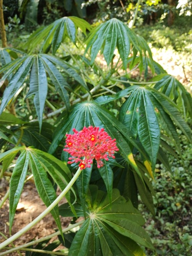 Foto de Pinhão-manso