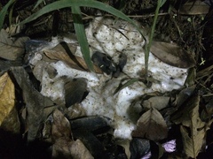 Leptodactylus vastus