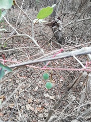 Passiflora viridiflora