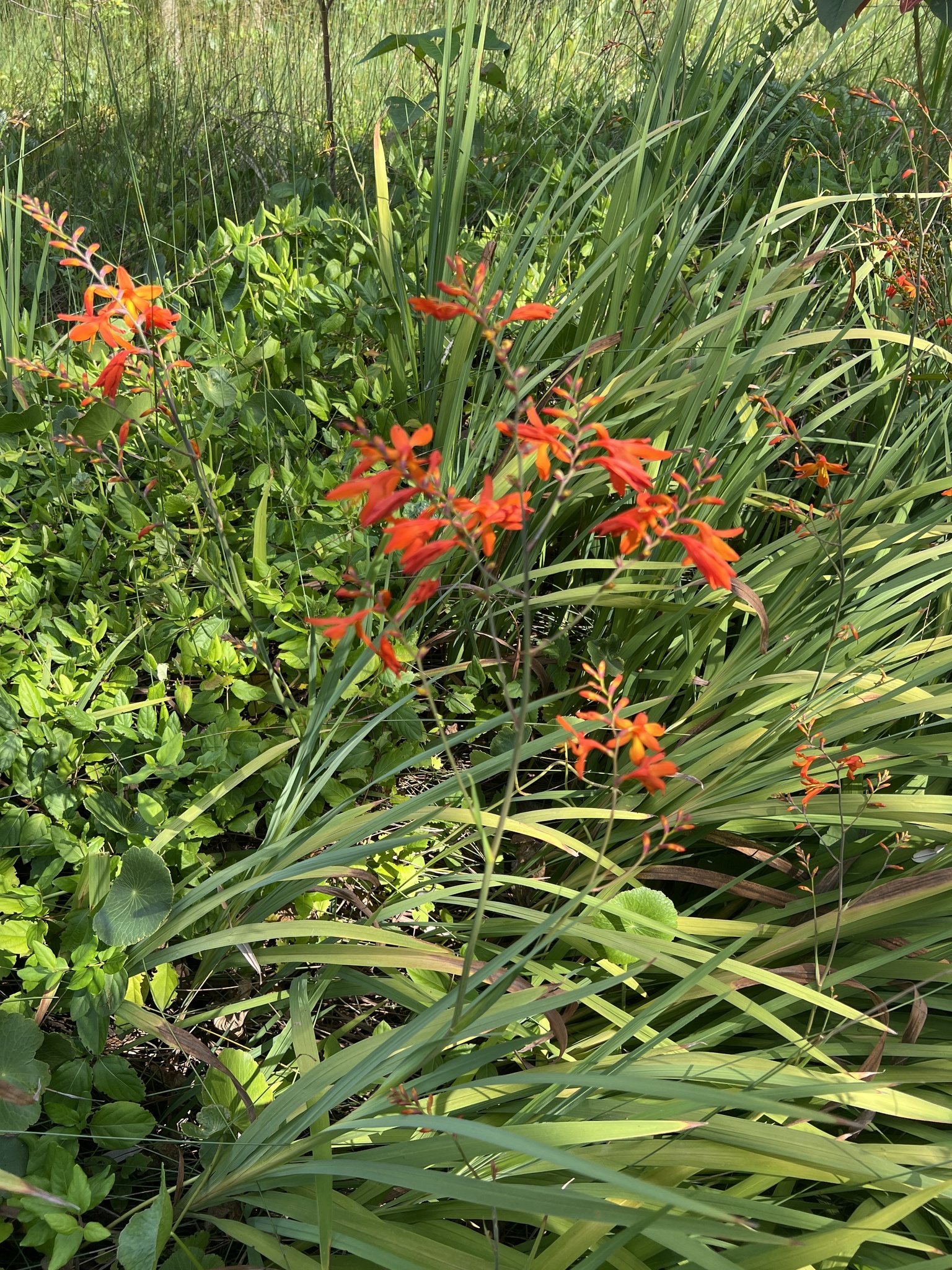 Imagem de Montbretia