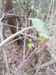 Passiflora viridiflora