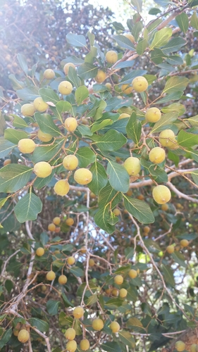 Baudouinia fluggeiformis