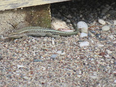 Anatololacerta pelasgiana