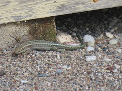 Anatololacerta pelasgiana