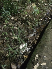 Leptodactylus vastus