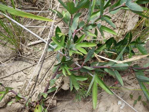 Passiflora mooreana, photograph 5