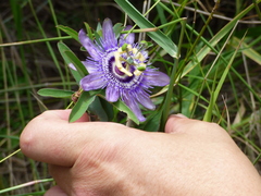 Passiflora mooreana, photograph Pablo H Capovilla, CC BY, iNaturalist via GBIF