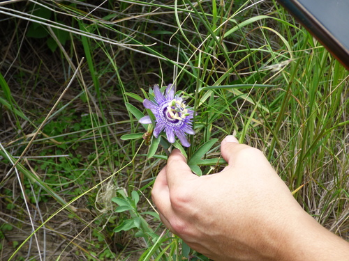 Passiflora mooreana, photograph 4