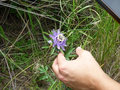 Passiflora mooreana, photograph Pablo H Capovilla, CC BY, iNaturalist via GBIF