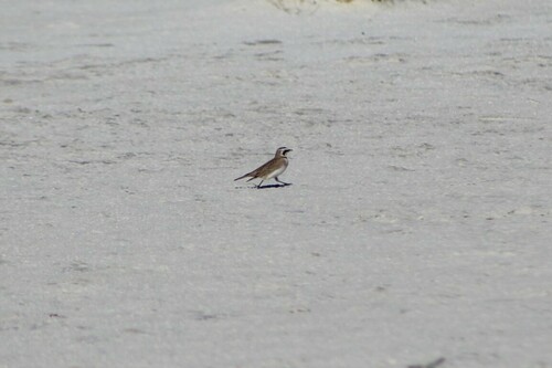 iNaturalist observation 2023-12-27