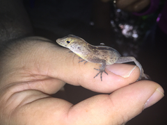 Anolis gundlachi