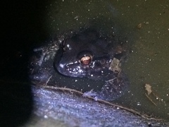 Leptodactylus vastus