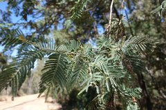 Acacia dealbata dealbata