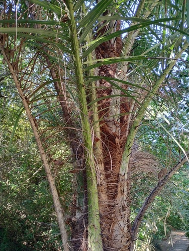 Macaúba