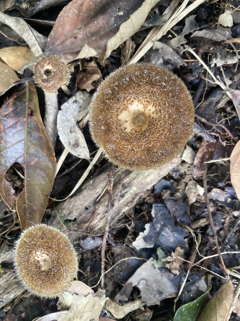 Lentinus berteroi · January 2024 · photo: © riverahlquist (iNaturalist, cc-by)