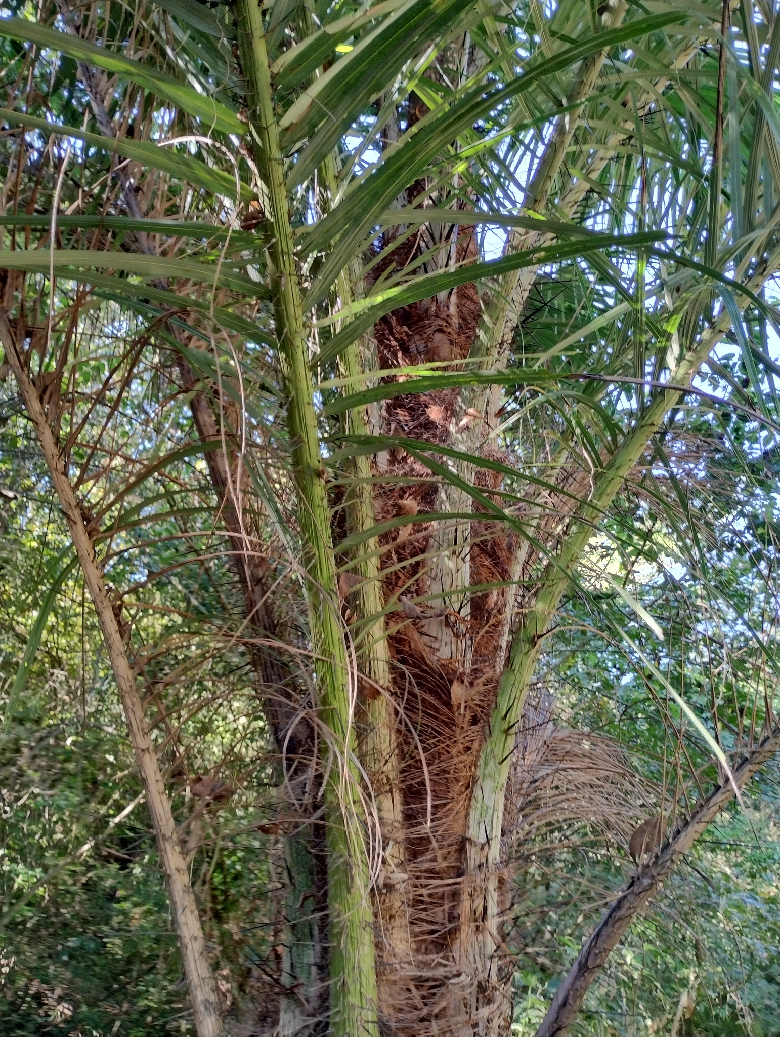 Imagem de Macaúba