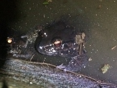 Leptodactylus vastus