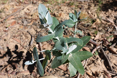 Eucalyptus globulus pseudoglobulus