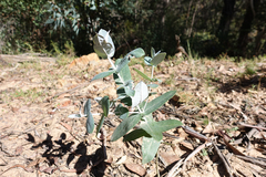 Eucalyptus globulus pseudoglobulus