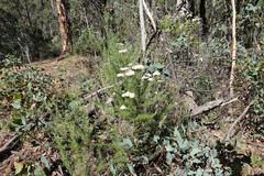 Cassinia aculeata aculeata