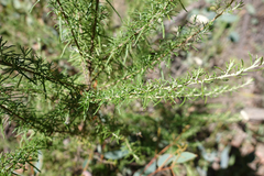 Cassinia aculeata aculeata