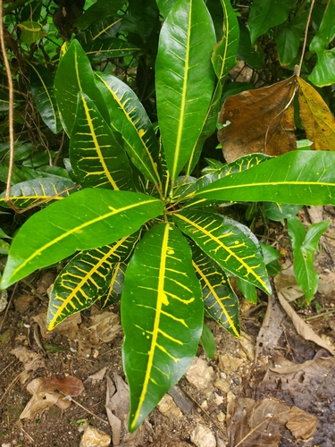 Foto de Cróton