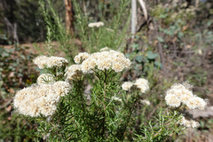 Cassinia aculeata aculeata