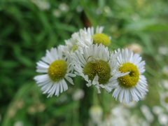 Misumessus oblongus