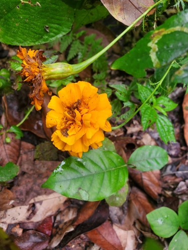 Cravo-de-defunto