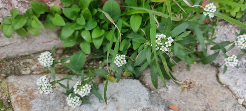Foto de Alyssum