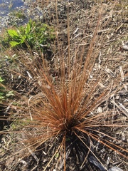 Carex buchananii